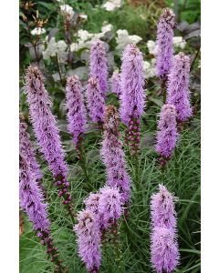 Liatris, Dence Blazingstar 'Kobold'