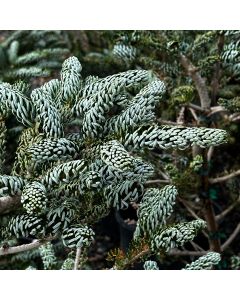 Abies, Korean Fir 'Silver Show'