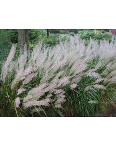 Calamagrostis, Feather Reed Grass 'Korean'