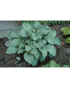 Hosta, Blue Leaf 'Krossa Regal'