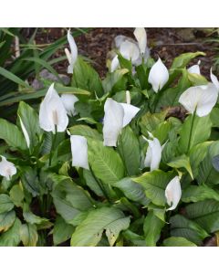 Spathiphyllum, Peace Lily 'Platinum Mist'