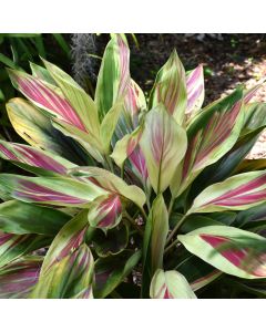 Cordyline Fruticosa 'Exotica'