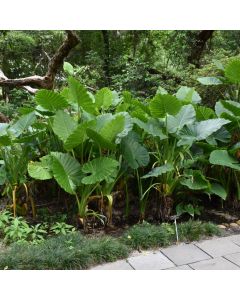 Alocasia, Elephant Ear 'Calidora'