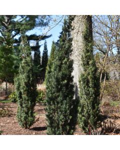 Taxus, Yew Stonehenge® 'Skinny®'