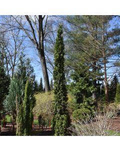 Thuja, Arborvitae 'Sting®'
