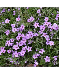 Phlox, Creeping 'Eye Shadow' 