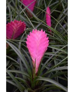 Tillandsia, Bromeliad 'Pink Quill'