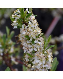 Prunus, Sand Cherry 'First Editions® Jade Parade®'