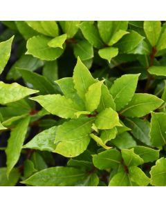 Laurus, Sweet Bay 'Little Ragu®'