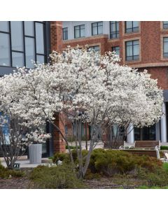 Amelanchier, Serviceberry Tree 'Autumn Brilliance®' (Large Sizes)