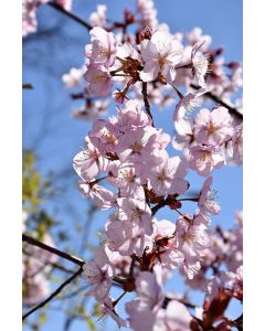 Prunus, Cherry Flowering 'Spring Wonder™'