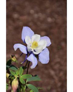 Aquilegia, Columbine 'Earlybird™ Blue and White'