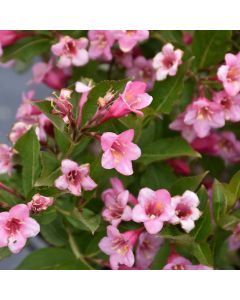 Weigela, Green Foliage 'Minuet'