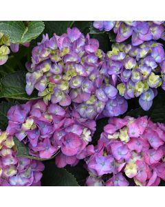 Hydrangea, Bigleaf 'Seaside Serenade® Newport'