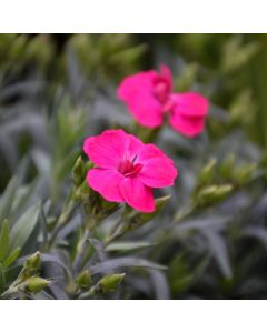 Dianthus, Carnation Pemán 'Violet'