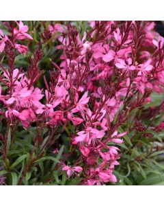 Gaura, Belleza® 'Dark Pink'
