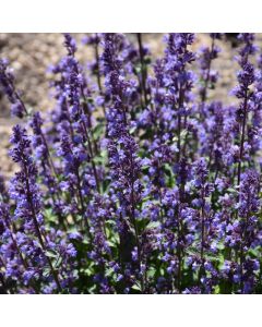 Nepeta, Dwarf Hybrid Catmint 'Cat's Pajamas'