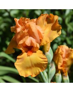 Iris, Bearded 'Savannah Sunset'