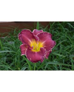 Hemerocallis, Purple Daylily 'Bettylen'