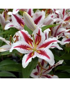 Lilium, Oriental Lily 'Big Smile'