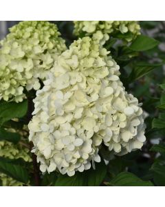 Hydrangea, Panicle 'Little Lime Punch™'