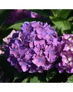 Hydrangea, Bigleaf 'Let’s Dance® ¡Arriba!™'