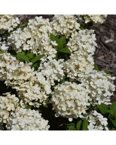 Hydrangea, Panicle 'Tiny Quick Fire®'