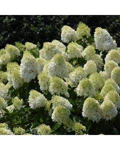 Hydrangea, Panicle 'Limelight Prime®'