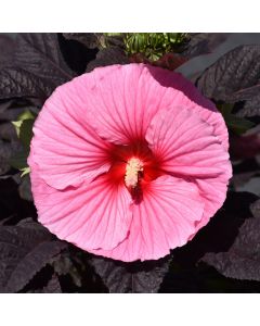 Hibiscus, Summerific® 'Edge of Night' 
