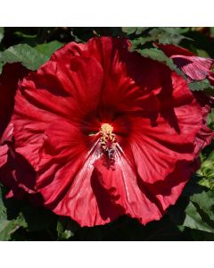 Hibiscus, Summerific® 'Valentine's Crush'