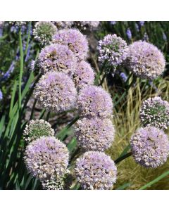 Allium, Ornamental Onion 'Bubble Bath'