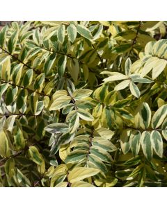 Polemonium, Jacob's Ladder 'Golden Feathers'