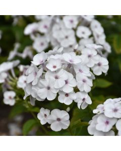 Phlox, Garden Super Ka-Pow™ 'White' 