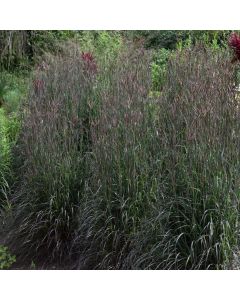 Andropogon gerardii, Big Bluestem 'Holy Smoke'