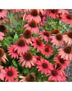 Echinacea, Coneflower 'Prima™'Ruby'