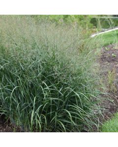 Panicum, Switchgrass 'Prairie Dog'
