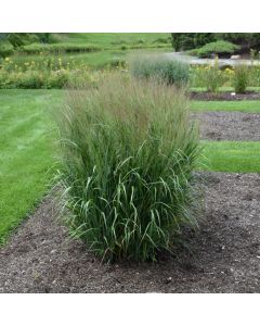 Panicum, Switchgrass Dream Catcher® 'Smoky Rose®'