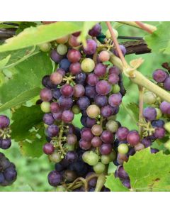 Vitis, Red Grape 'St. Croix™'