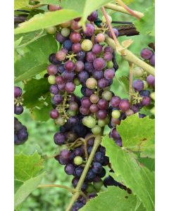 Vitis, Red Grape 'St. Croix'