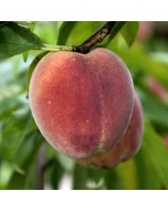 Prunus, Freestone Peach 'Contender'