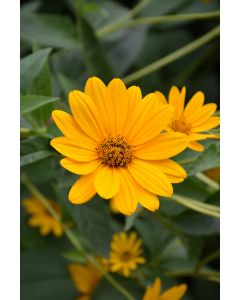 Heliopsis, Common Ox-Eye 'Minnesota Native'