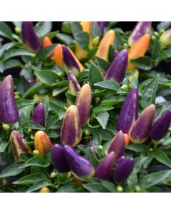 Capsicum, Ornamental Chili Pepper Acapulco™ 'Multicolor'