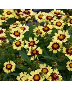 Coreopsis, Tickseed UpTick™ 'Yellow and Red'
