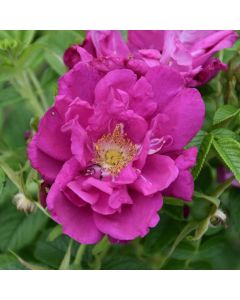 Rosa, Shrub Rose 'Purple Pavement'