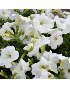 Petunia, Hurrah™ 'White'