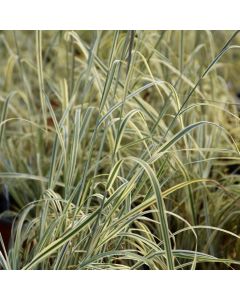Schizachyrium, Little Bluestem 'Shining Star™'