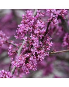 Cercis, Redbud 'Minnesota Strain' (Large Sizes)