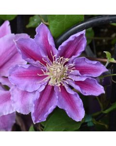 Clematis, 'Bees Jubilee'