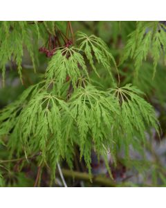 Acer, Hybrid Maple 'Wabi Sabi'