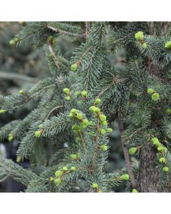 Picea, Black Spruce 'Wellspire' (Large Sizes)